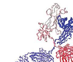 Antibody